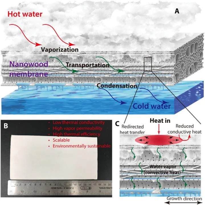 RESEARCH: ‘Nanowood’ membrane is 20% more efficient, finds study