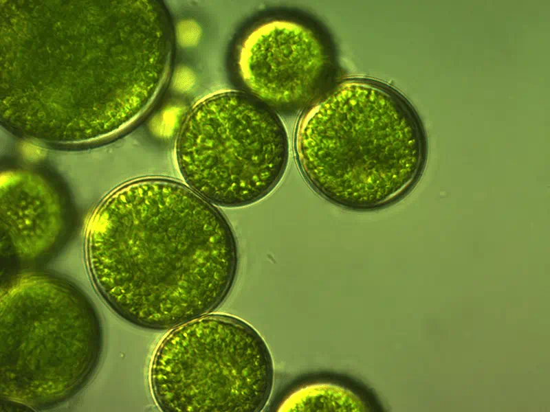 Yousef Yousef: Meet the algae maestro 