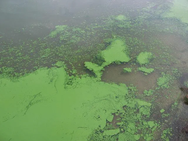 cyanobacteria