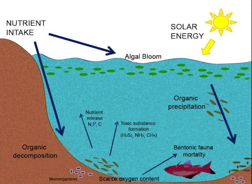 Eutrophication