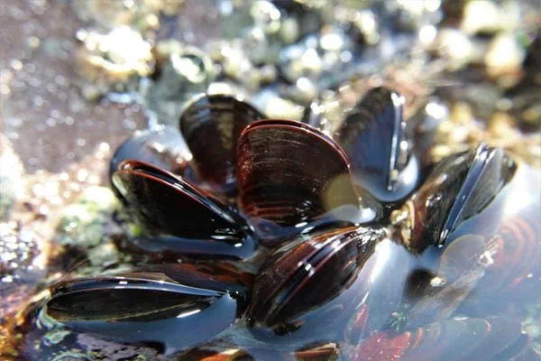 Mussels doing the heavy lifting